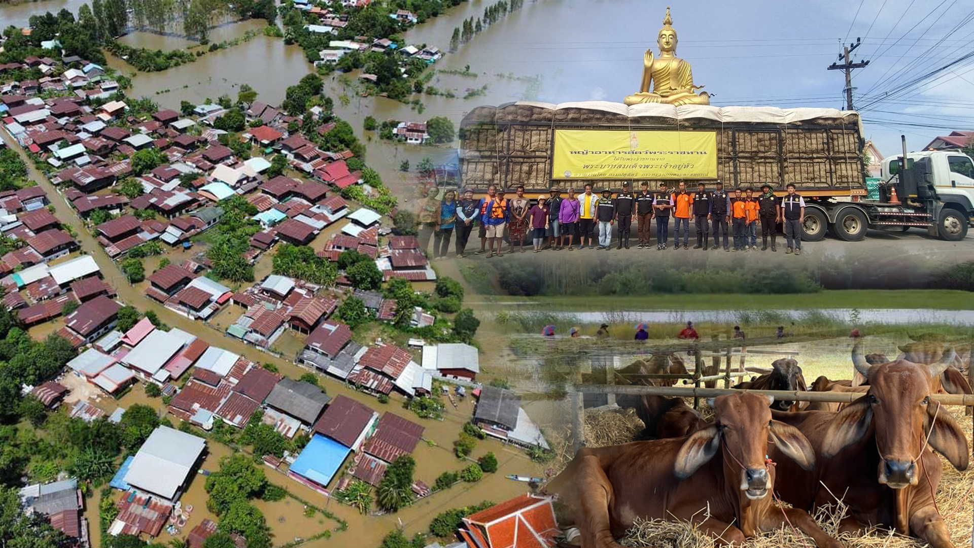 “เฉลิมชัย”สั่งกรมปศุสัตว์ระดมขนส่งเสบียงสัตว์และเวชภัณฑ์ถึงมือเกษตรกรพื้นที่น้ำท่วมต่อเนื่อง 1 9E842011 D5F3 4FFD 83A0 37B3F55B6E5B