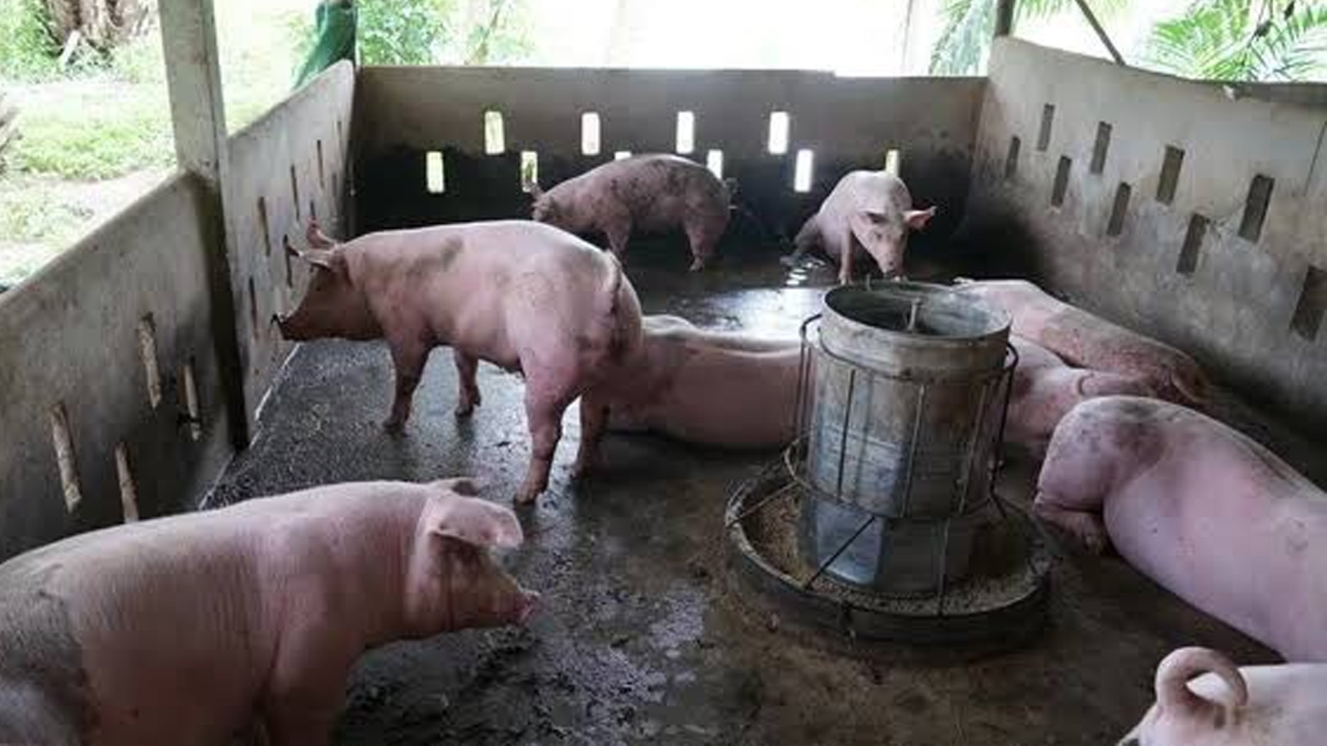 ปศุสัตว์ไทยคุมเข้ม ASF ต่อเนื่อง ยกระดับการป้องกันโรคก่อนการลงเลี้ยงสุกรใหม่ 1 CE4CF5C1 3574 4CD1 8FD4 12262FAFB060