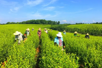 ยุทธศาสตร์“Common Prosperity”ของจีน อีกโมเดล นำมาประยุกต์ใช้กับภาคเกษตรกรรมของไทยได้ 2 Common16 350x233 1