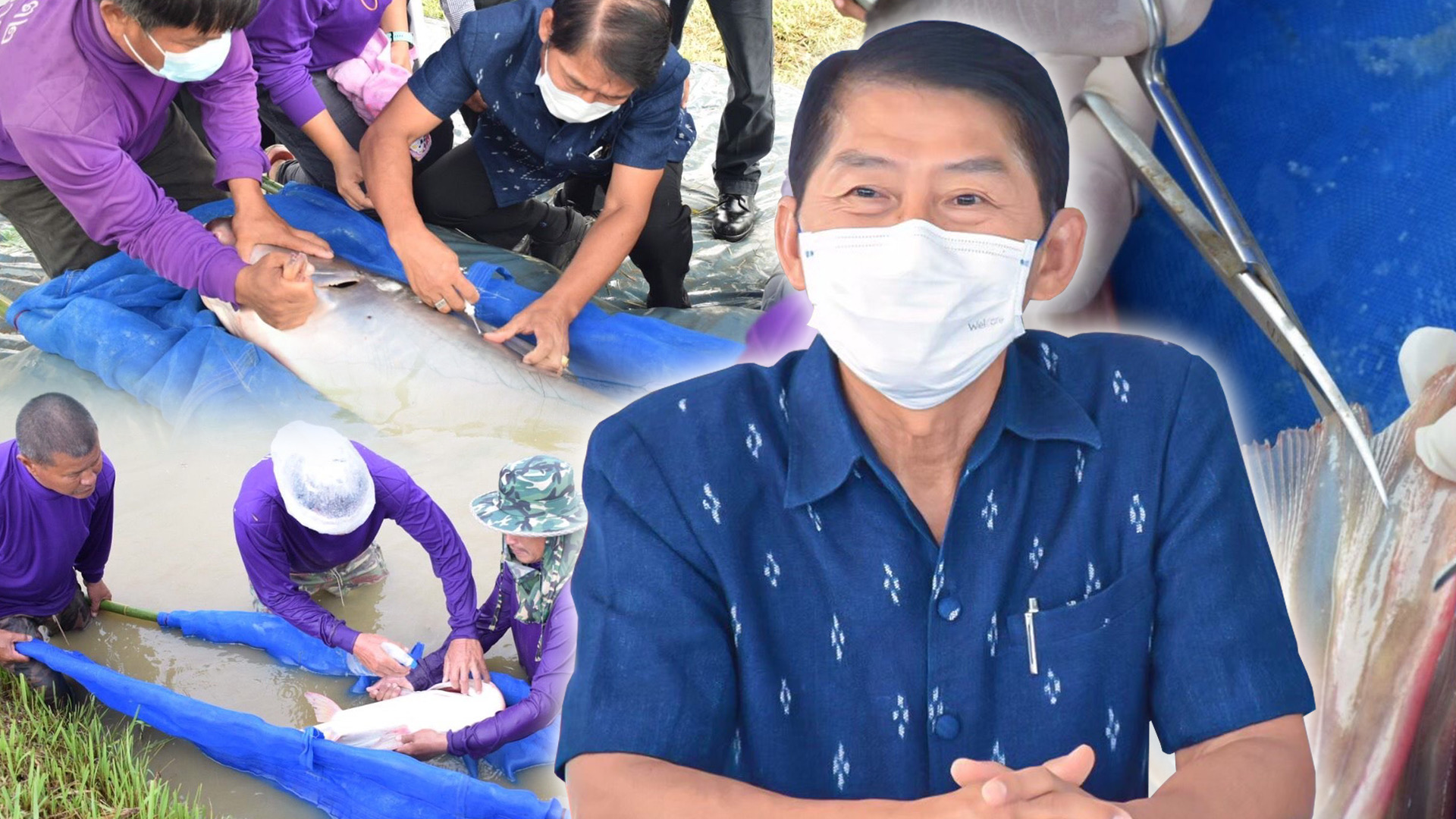 (มีคลิป)กรมประมงฝังไมโครชิพ”ปลาบึก”ถอดรหัส DNA เล็งปั้นสายพันธุ์คุณภาพ พร้อมศึกษาวิจัยเพาะขยายพันธุ์ คงความหลากหลายก่อนสูญพันธุ์ 1 D7028E33 96C9 46A9 8BC0 8331FC42B6BC