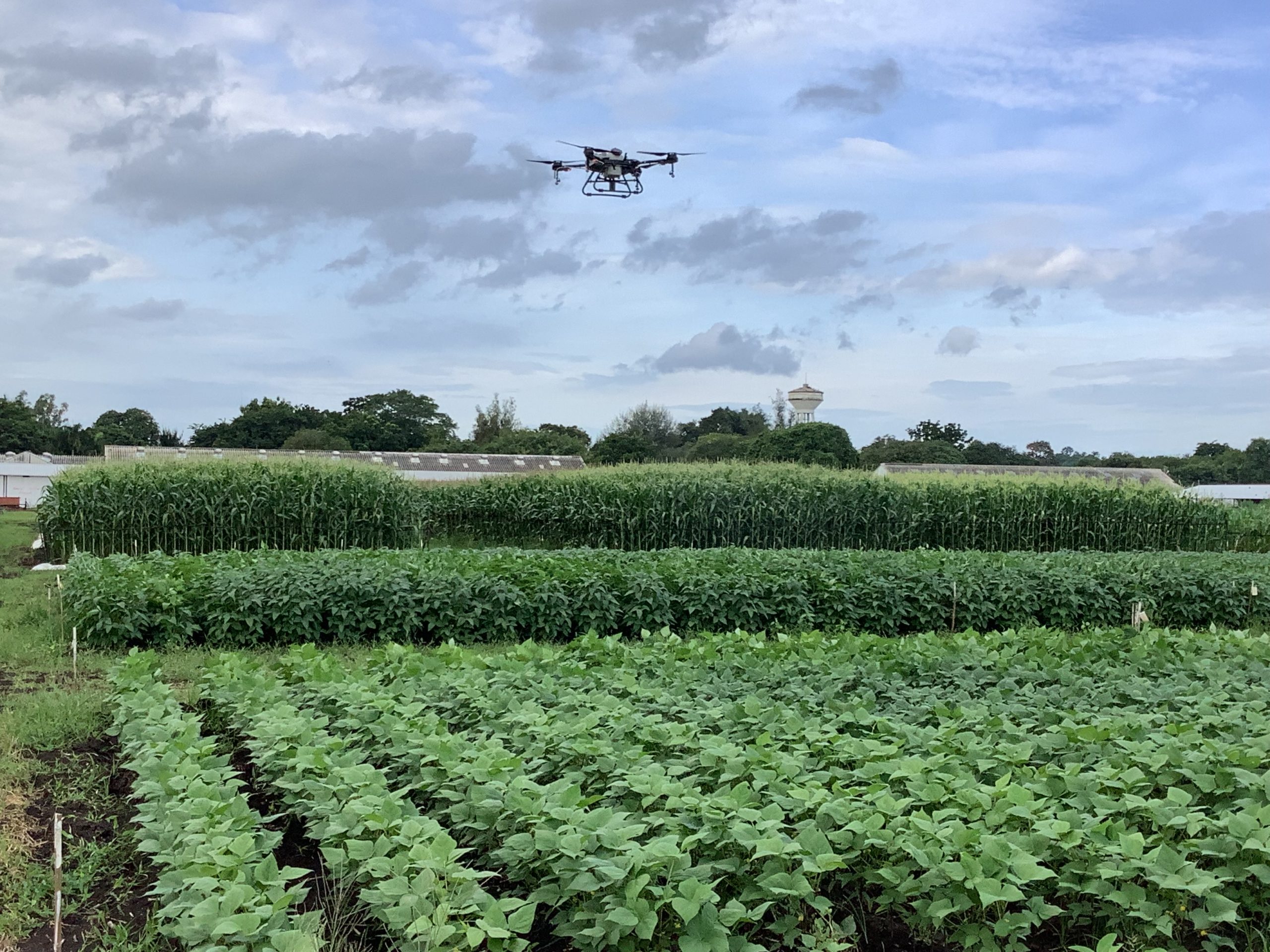 กรมวิชาการเกษตรจัดงานใหญ่ถ่ายทอดผลงานวิจัย 50 ปี ขับเคลื่อนนโยบายกระตุ้นเศรษฐกิจไทย 4 D751F21D BF81 47D5 8998 1C07B8A4A889 scaled