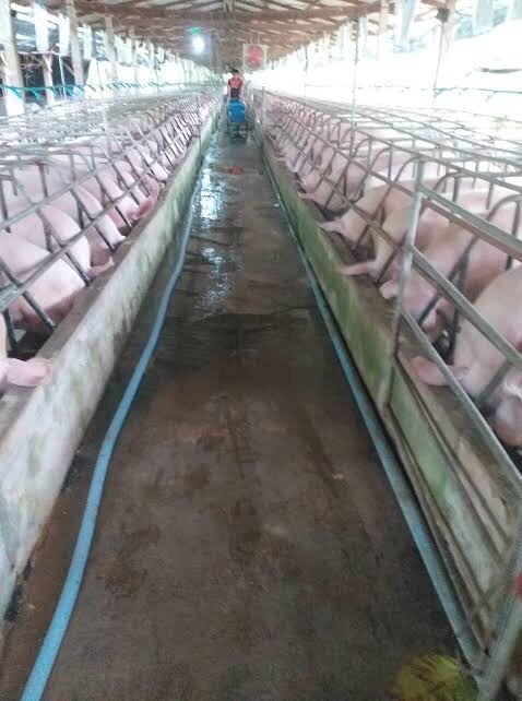 ปศุสัตว์ไทยคุมเข้ม ASF ต่อเนื่อง ยกระดับการป้องกันโรคก่อนการลงเลี้ยงสุกรใหม่ 2 EDA4B1B8 AD60 41F7 9CEC 68C364A58E3D