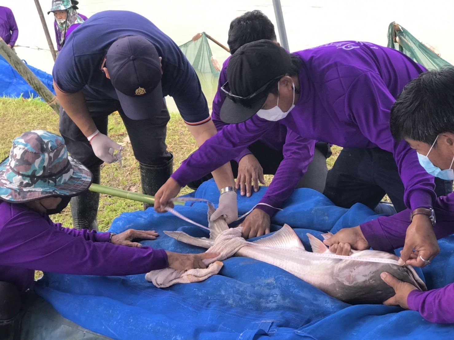 (มีคลิป)กรมประมงฝังไมโครชิพ”ปลาบึก”ถอดรหัส DNA เล็งปั้นสายพันธุ์คุณภาพ พร้อมศึกษาวิจัยเพาะขยายพันธุ์ คงความหลากหลายก่อนสูญพันธุ์ 4 F58A027B C002 46A3 8D20 CD15E0F8475A
