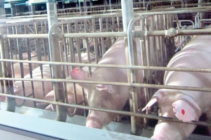 ปศุสัตว์ไทยคุมเข้ม ASF ต่อเนื่อง ยกระดับการป้องกันโรคก่อนการลงเลี้ยงสุกรใหม่ 3 F9708565 A21D 40A6 AAFA 22F1A5593CC8