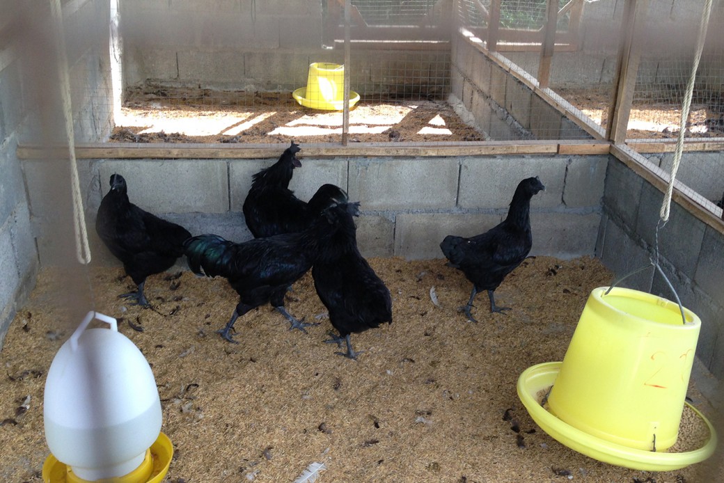 ข่าวดี ซาอุฯ ไฟเขียวไทยส่งออกไก่ได้ทุกชิ้นส่วนแล้ว 2 FILE 20170127 09271D6B868SMCXE