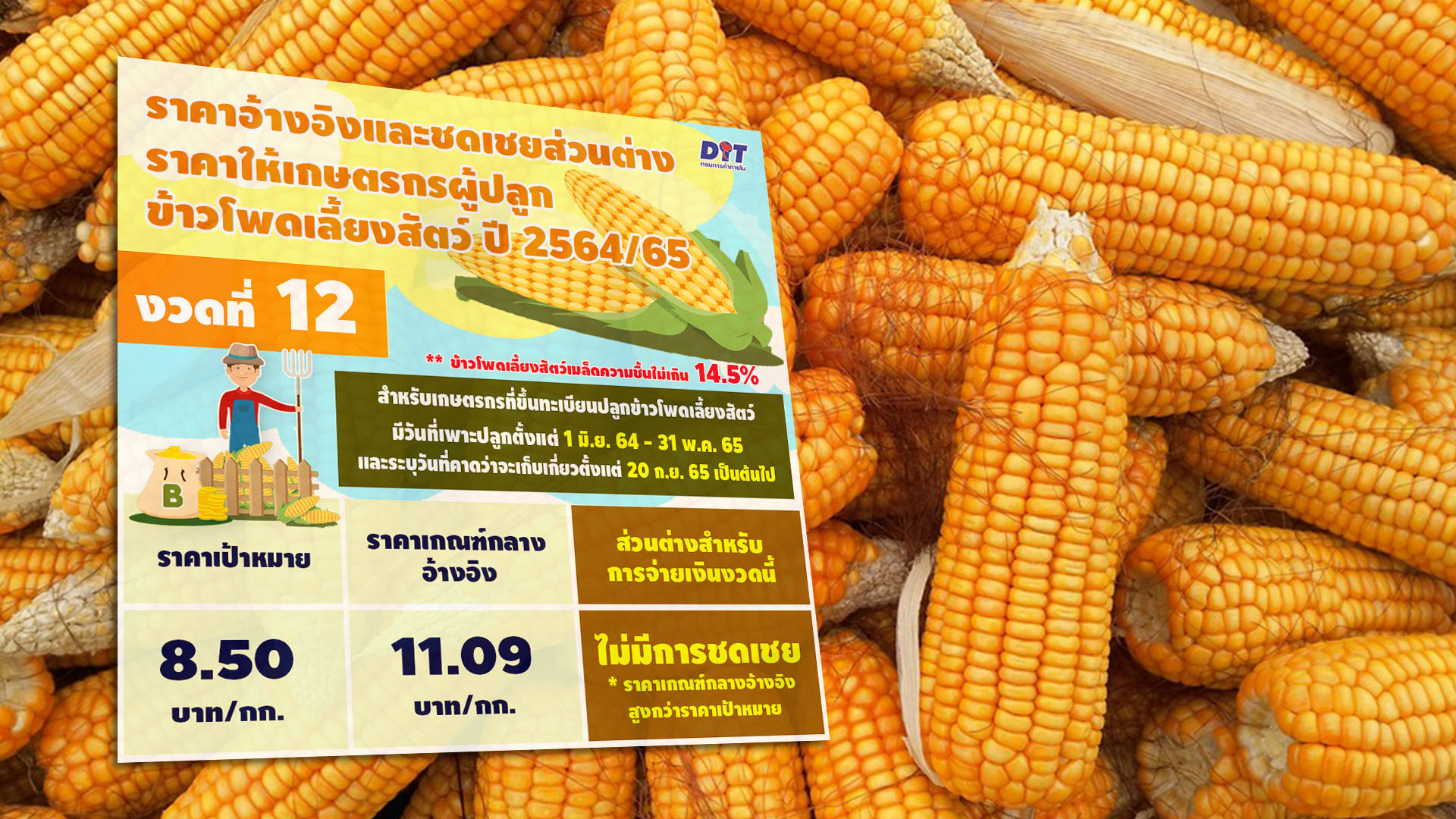 ข้าวโพด3