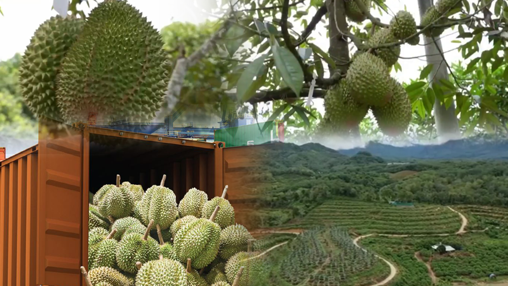 ทุเรียนจีน3