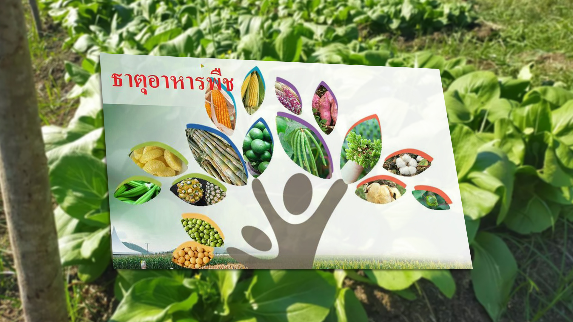 ธาตุอาหาร3
