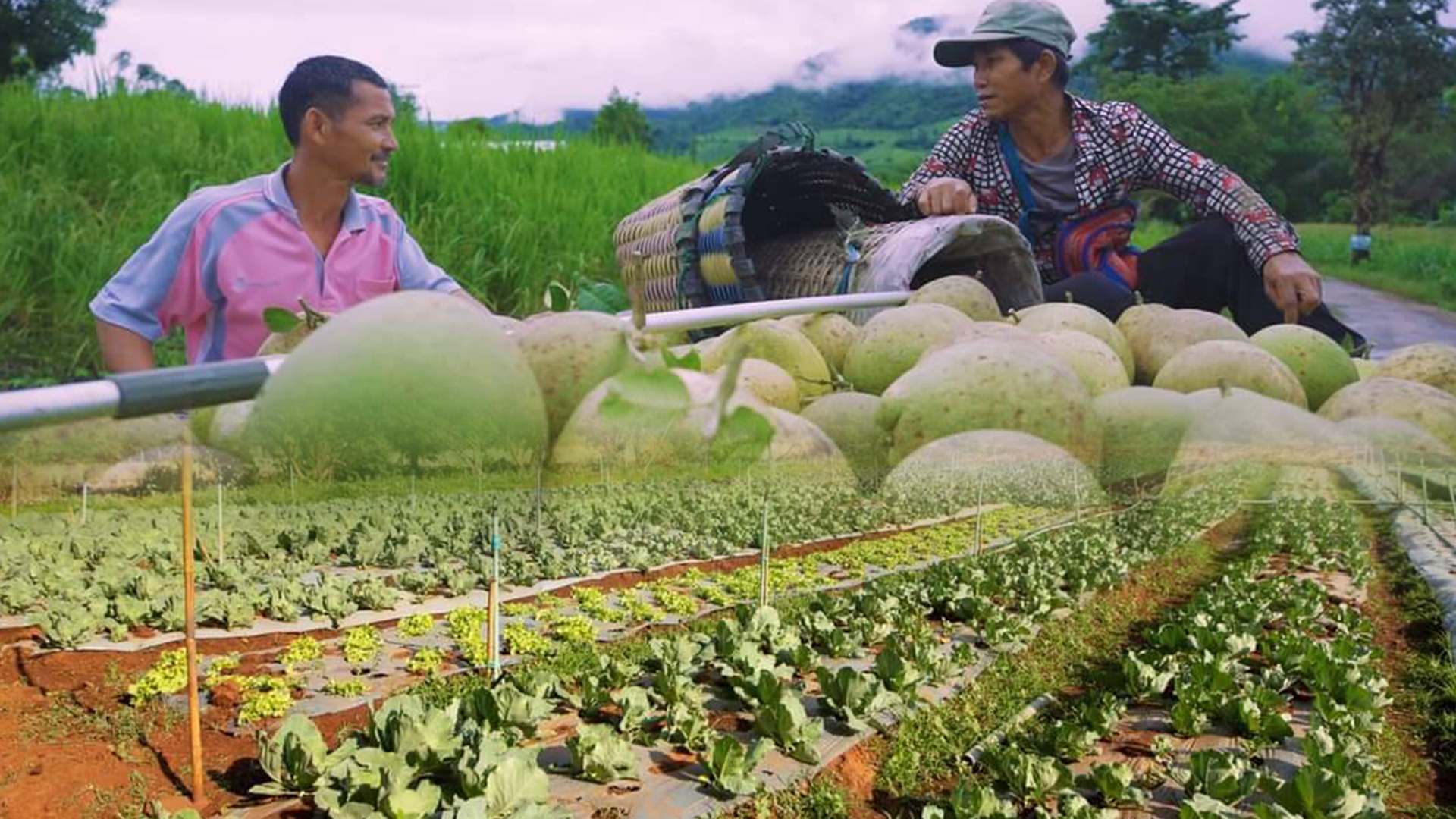 เกษตรทฤษฎีใหม่3
