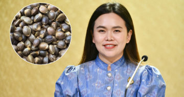 เมล็ดกัญชากัญชง3