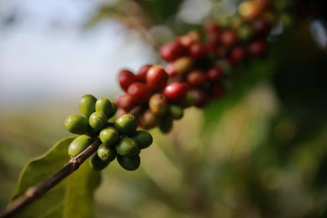 “กาแฟขุนน่าน”จากความอุดมสมบูรณ์ของน้ำ ดิน และองค์ความรู้ ความเข้มแข็งของเกษตรกร นำพาสู่แบรนด์กาแฟสากล 5 12059D06 3FBE 4587 8E84 E2DDA4129F78