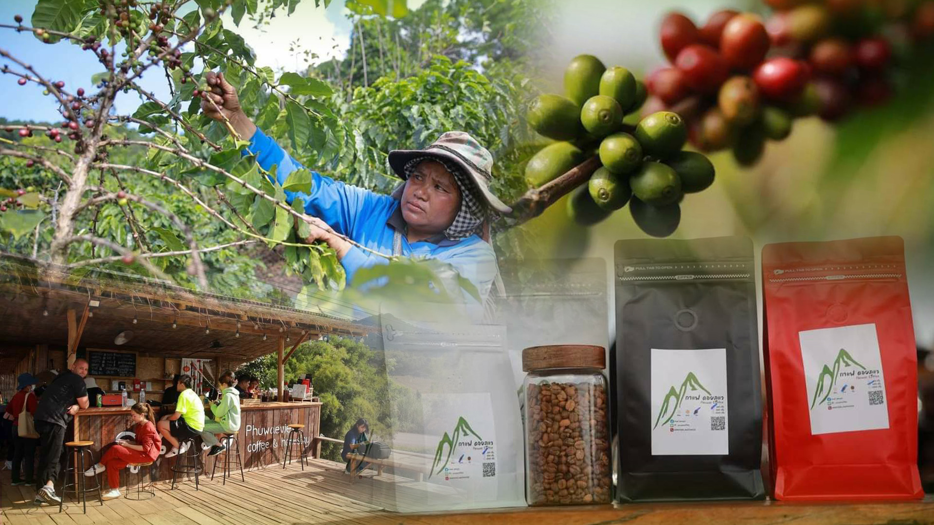 “กาแฟขุนน่าน”จากความอุดมสมบูรณ์ของน้ำ ดิน และองค์ความรู้ ความเข้มแข็งของเกษตรกร นำพาสู่แบรนด์กาแฟสากล 1 2043C8DF F95C 47CC ACEB AE2D41A10071