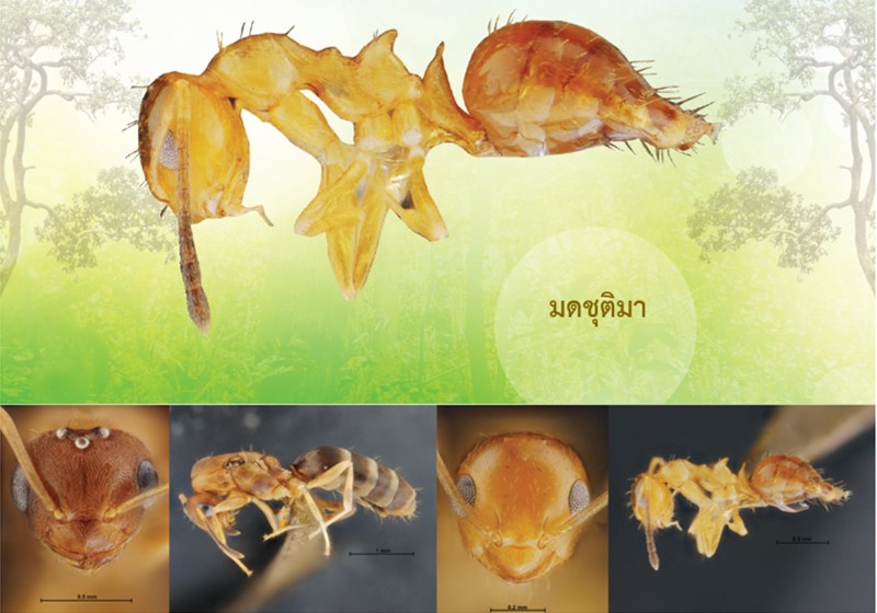 พบ 4 สัตว์ชนิดใหม่ของโลก ป่าสะแกราช โคราช 3 317358384 506079308221702 658521963131921990 n