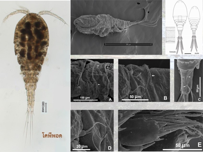 พบ 4 สัตว์ชนิดใหม่ของโลก ป่าสะแกราช โคราช 5 317366178 506079534888346 6910671064530566747 n