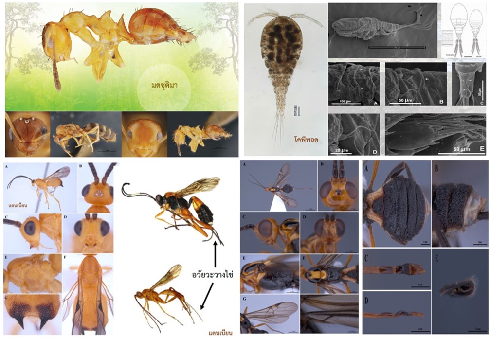 พบ 4 สัตว์ชนิดใหม่ของโลก ป่าสะแกราช โคราช 2 317389653 506056254890674 4751419972868402734 n