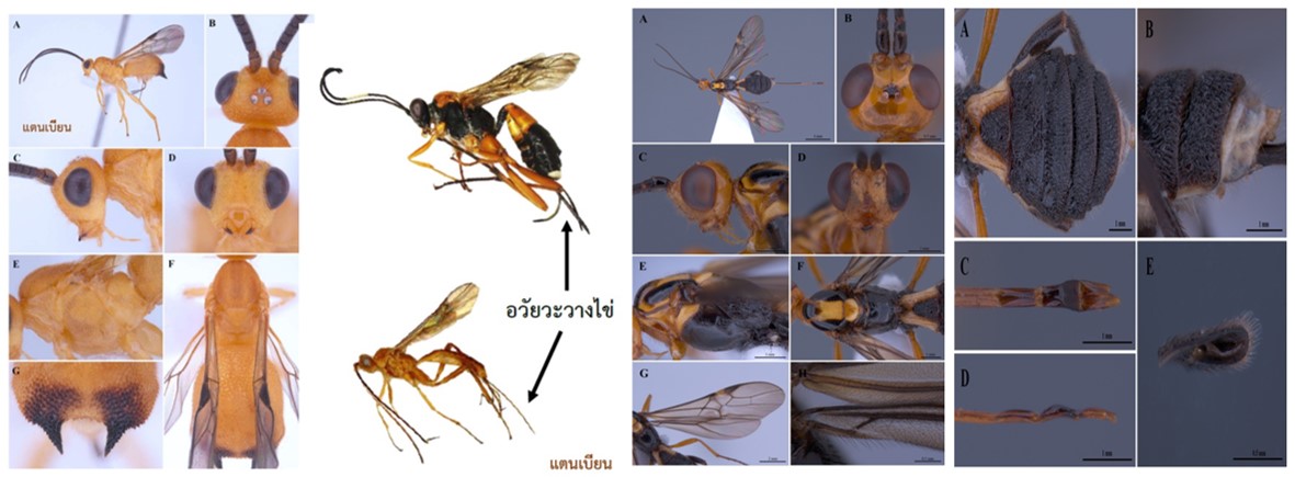 พบ 4 สัตว์ชนิดใหม่ของโลก ป่าสะแกราช โคราช 4 317505701 506079418221691 3476724569020646819 n