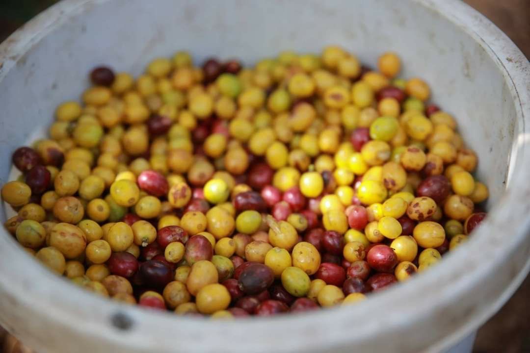 “กาแฟขุนน่าน”จากความอุดมสมบูรณ์ของน้ำ ดิน และองค์ความรู้ ความเข้มแข็งของเกษตรกร นำพาสู่แบรนด์กาแฟสากล 2 6E8CE4E2 D354 43B0 873A 123B26966CD1