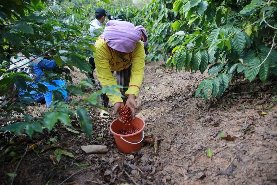 “กาแฟขุนน่าน”จากความอุดมสมบูรณ์ของน้ำ ดิน และองค์ความรู้ ความเข้มแข็งของเกษตรกร นำพาสู่แบรนด์กาแฟสากล 4 C8453C7D F610 49CA 96ED BF2403AB0EE2
