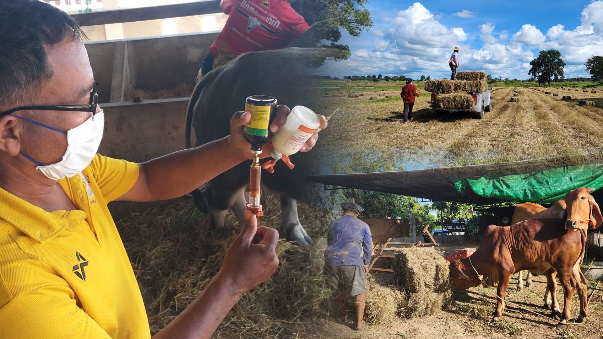 พื้นที่น้ำท่วมทั่วประเทศล่าสุดยังมีน้ำท่วมขังใน 14 จังหวัด ด้านกรมปศุสัตว์เดินหน้าช่วยเกษตรกรผู้เลี้ยงสัตว์ต่อเนื่อง 1 D6B2066A 350C 400E 895E EE5559823F2C