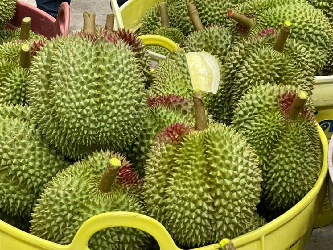 ส่งฟ้องศาลแล้ว! คดีสวมสิทธิ์ทุเรียน ส.ส.เมืองจันท์ จี้ผู้เกี่ยวข้องเร่งรัดคดีที่ยังค้างก่อนถึงการเปิดฤดูกาลผลไม้ 3 DB056602 1F4E 491A B233 92C4F14E8610