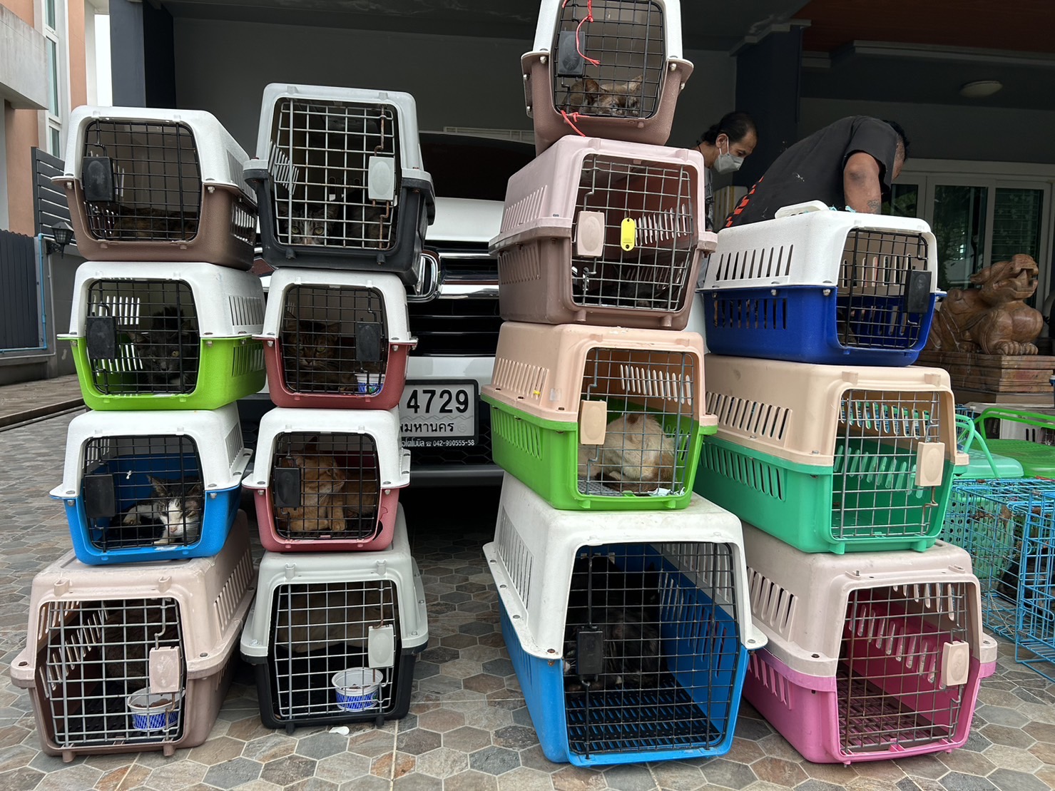 หลายหน่วยสนธิกำลังบุกช่วยหมา-แมว ถูกทิ้งหิวโซ และยังพบซากสัตว์ตายเกลื่อนบ้านย่านคลองสามวา 2 F6010069 D1A6 4B0E A9FF 20FDD718978D