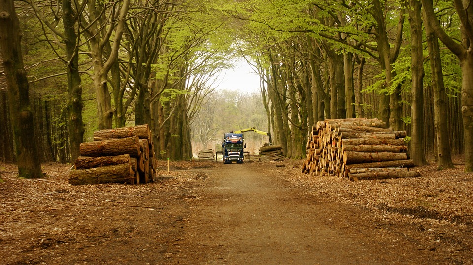 forest 6226224 960 720