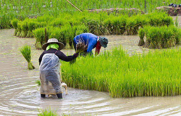 istockphoto 187365716 612x612 1