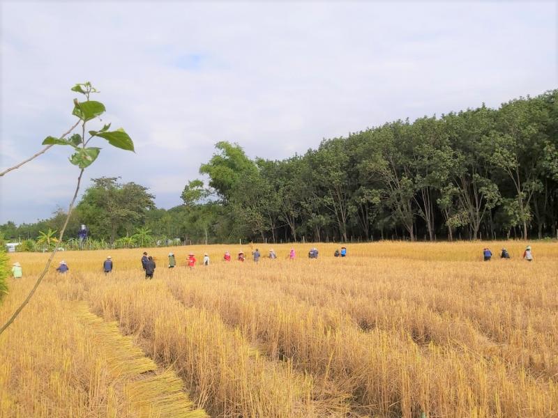เตือนชาวนาช่วงนี้ยังมีฝนอาจกระทบเก็บเกี่ยว 2 n20191115173750 3731