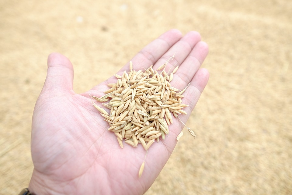 rice 1986151 960 720