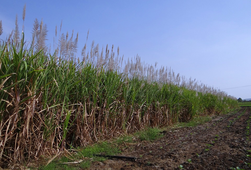 sugarcane 253203 960 720
