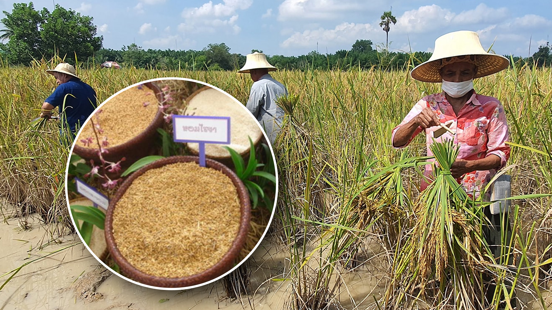 สุราษฎร์ฯ เตรียมเดินหน้าขยายผลสร้างการรับรู้ทุกภาคส่วน บริโภค ข้าว 1