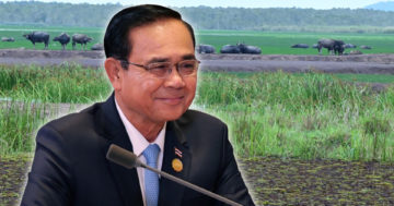 ควายปลัก3