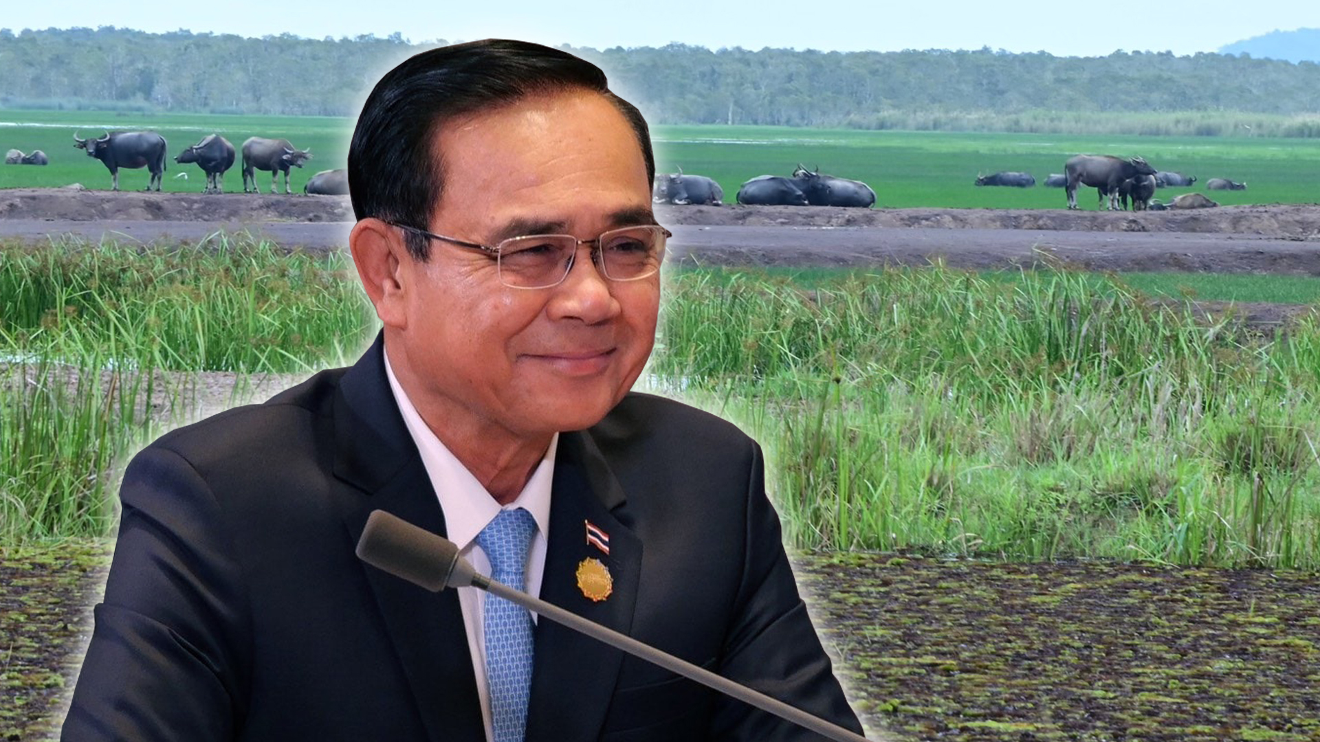 ควายปลัก3