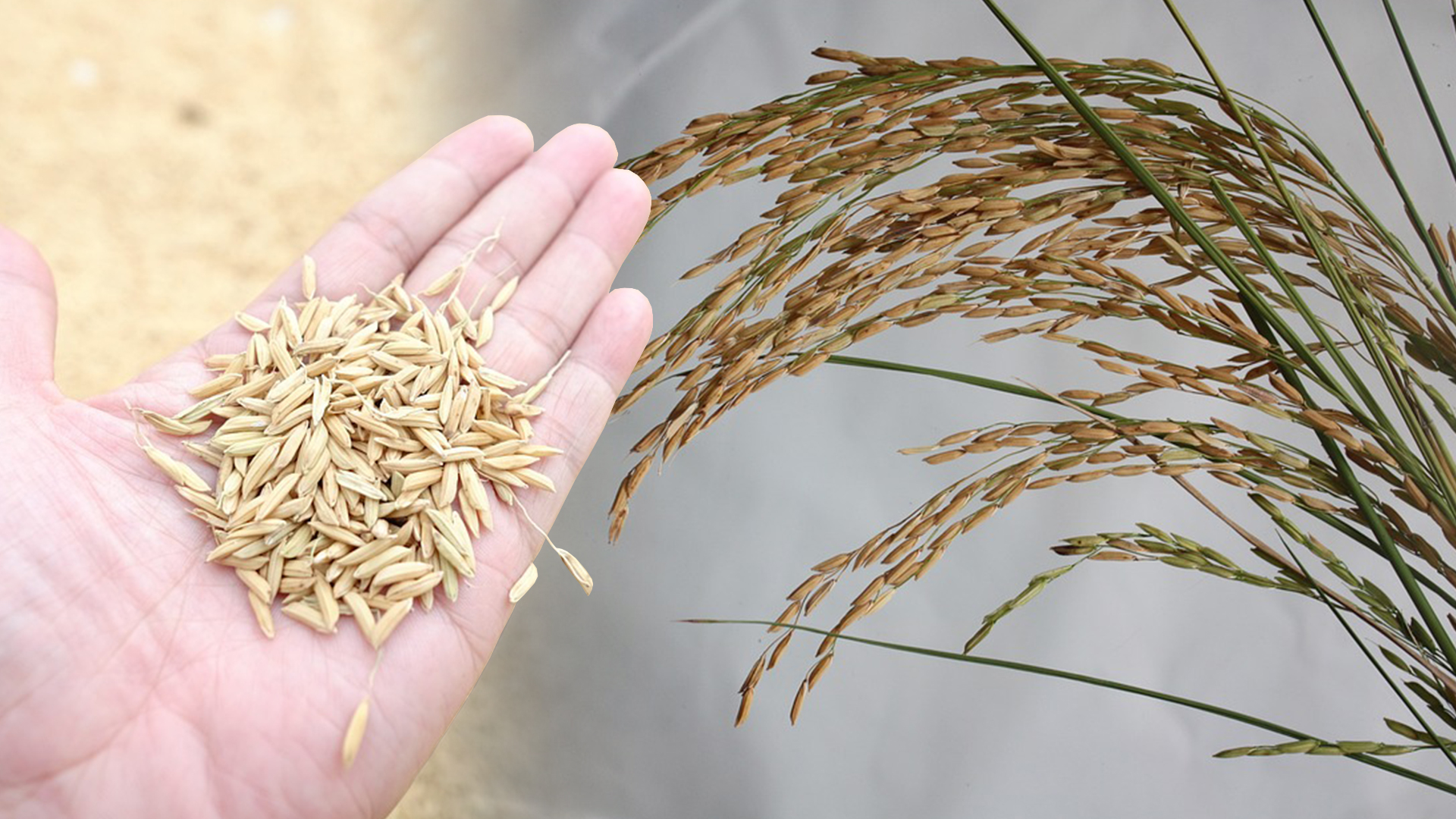 ประชุมข้าวโลก3