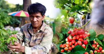 สตอร์เบอร์รี3