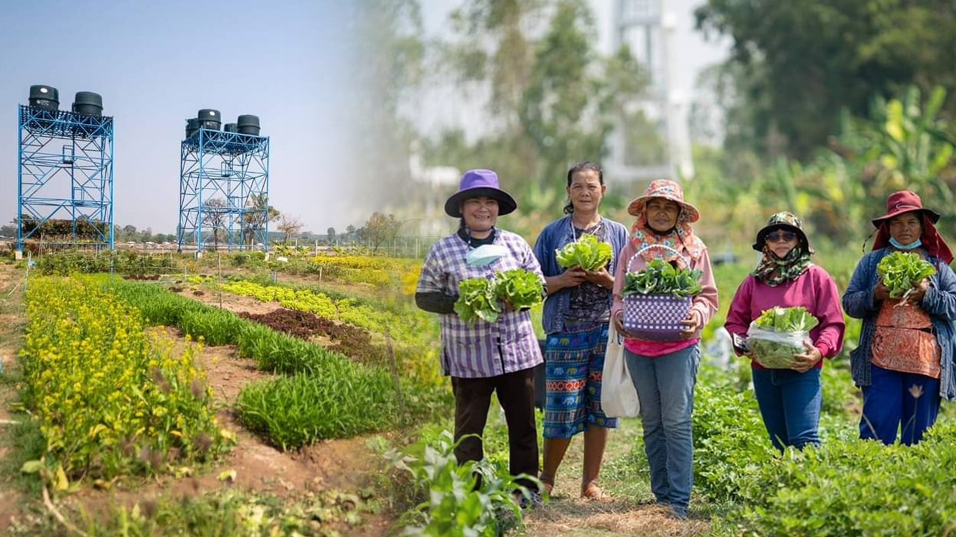 เกษตรอินทรีย์3