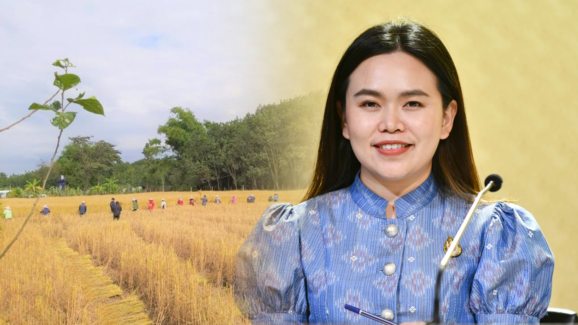 เตือนชาวนาช่วงนี้ยังมีฝนอาจกระทบเก็บเกี่ยว 1 เตือน2