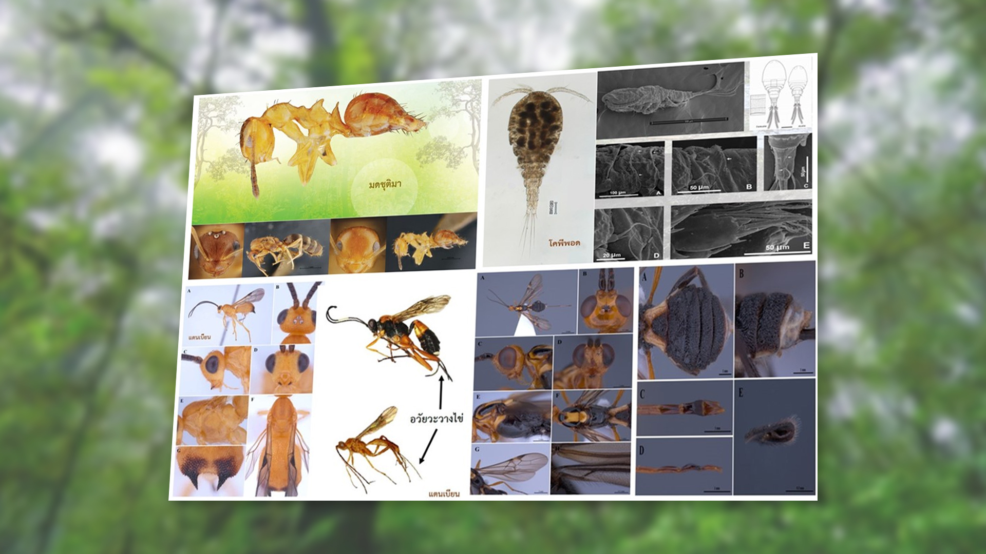 พบ 4 สัตว์ชนิดใหม่ของโลก ป่าสะแกราช โคราช 1 ใหม่