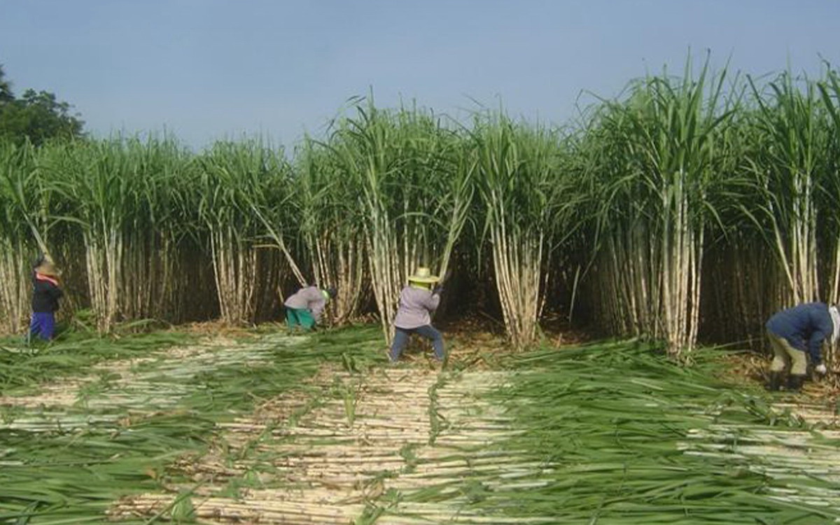 รัฐบาลพร้อมแก้ปัญหาอ้อยไฟไหม้ลดฝุ่น PM 2.5 ตั้งเป้าไม่ให้เกิน 5% ของอ้อยทั้งหมด 2 ไร่อ้อย1