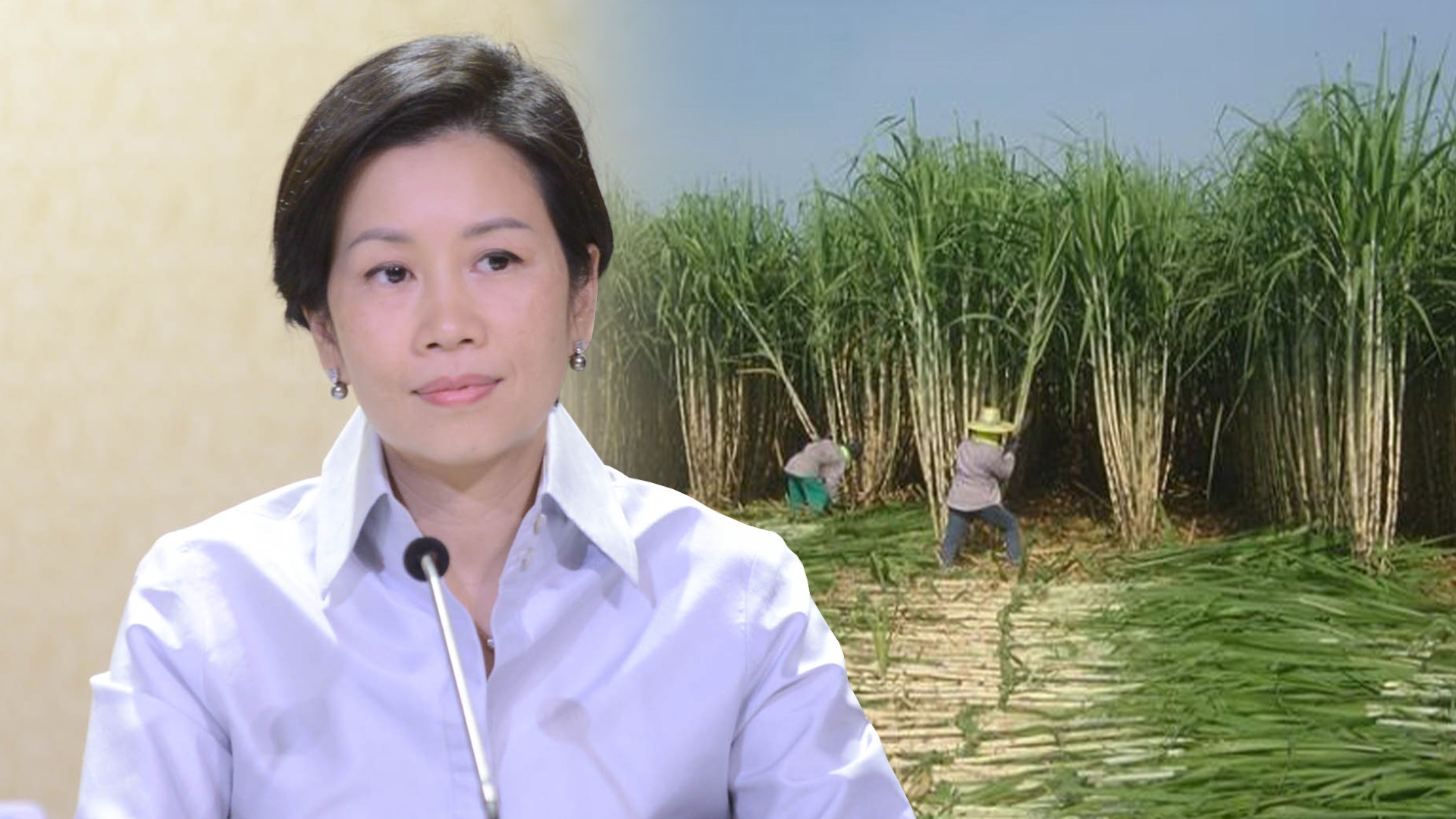 รัฐบาลพร้อมแก้ปัญหาอ้อยไฟไหม้ลดฝุ่น PM 2.5 ตั้งเป้าไม่ให้เกิน 5% ของอ้อยทั้งหมด 1 ไร่อ้อย3