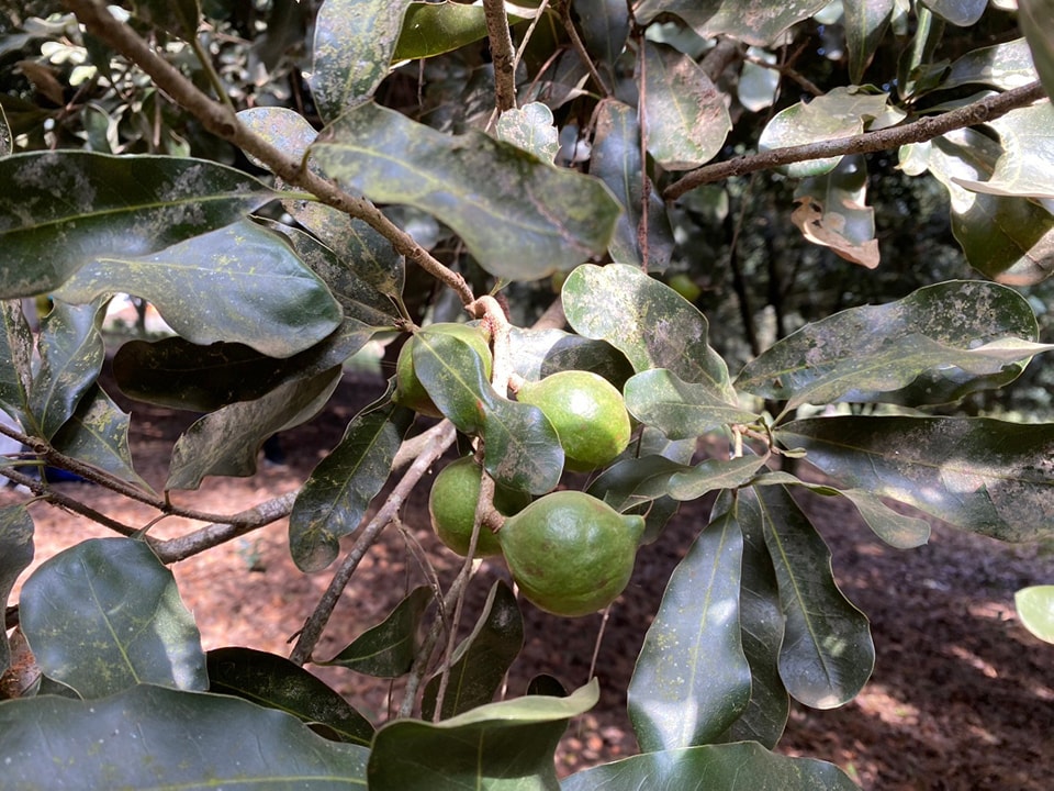 วช.ชู นวัตกรรมเครื่องสีเปลือกแมคคาเดเมีย พืชเศรษฐกิจสู่การแปรรูปออกสู่ตลาดโลก 2 321577246 893218681708640 3778479960940309239 n