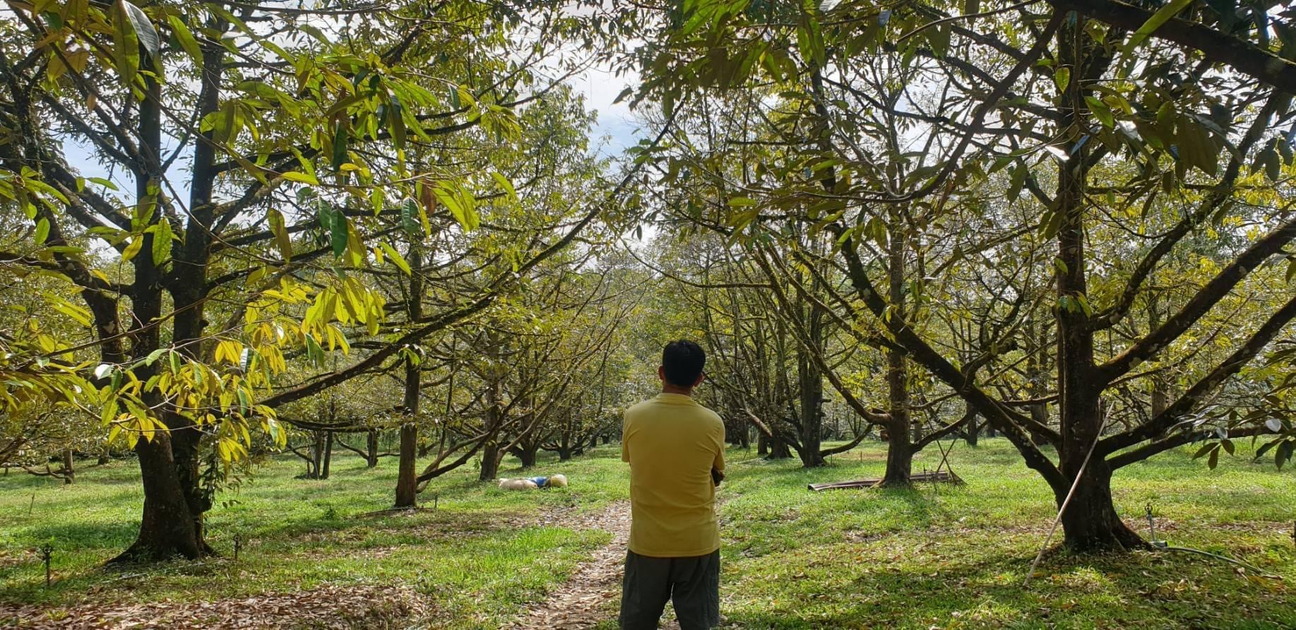 อดีต ผอ.สวพ.6 ชวนชาวสวนสร้างเครือข่ายพิทักษ์ทุเรียนไทย ดักทางทุนสีเทาสร้างปัญหาทุเรียนอ่อนในฤดูตัด 2566 3 F533855D A322 4455 9C91 F987B2FA4292