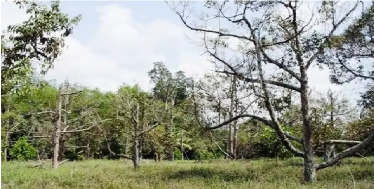 ด้วงหนวดยาว ศัตรูร้ายทำลายต้นทุเรียน เผลอนิดเดียวยืนต้นตายลาจากโลกไปโดยเจ้าของไม่ทันตั้งตัว 3 capture 20221228 232237