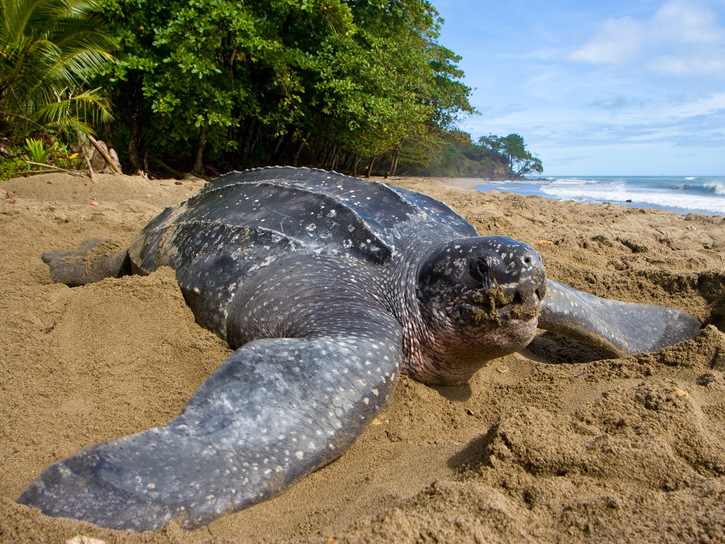 dermochelys coriacea