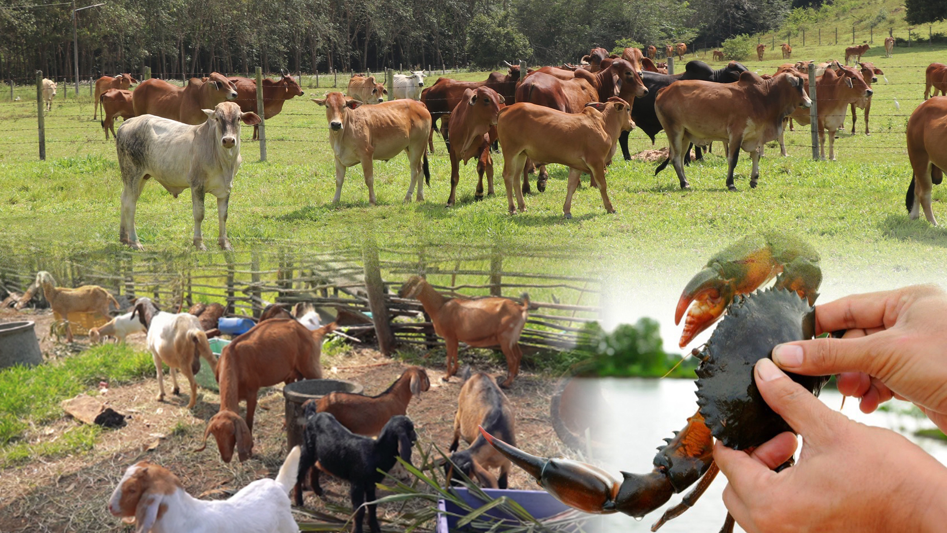 เปิด 14 โครงการของขวัญปีใหม่จากรัฐบาลแด่ชาวจังหวัดชายแดนใต้ 1 ของขวัญปีใหม่3