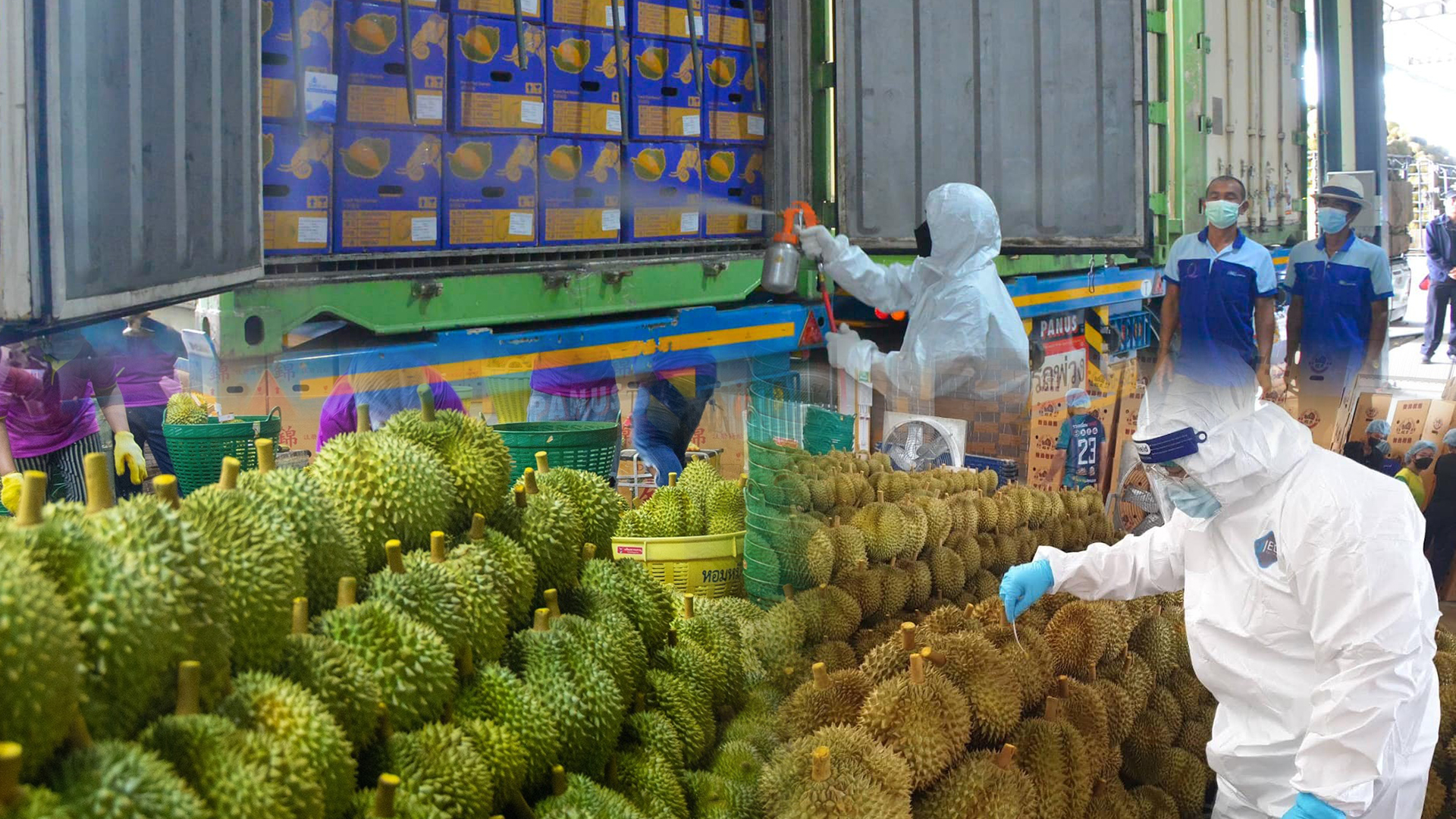 ทุเรียนไทย3