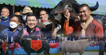 ประกวดควาย3