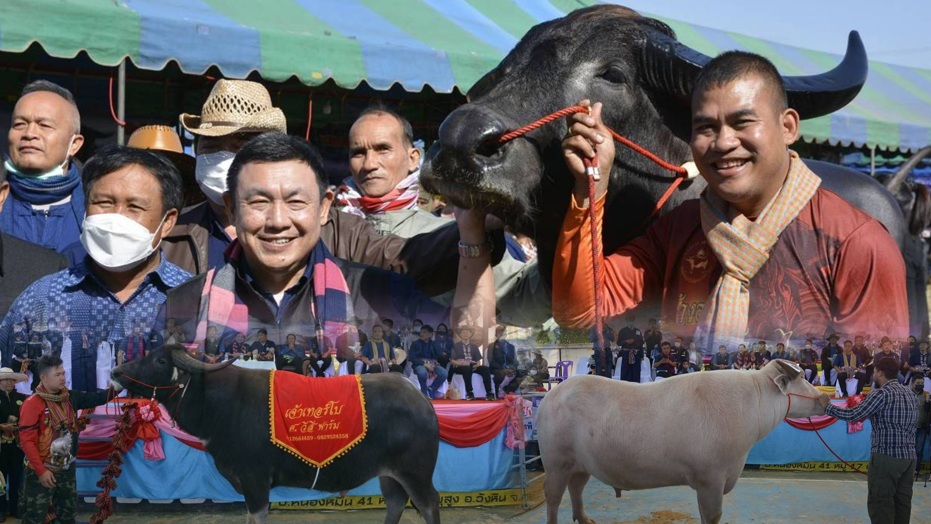 ประกวดควาย3