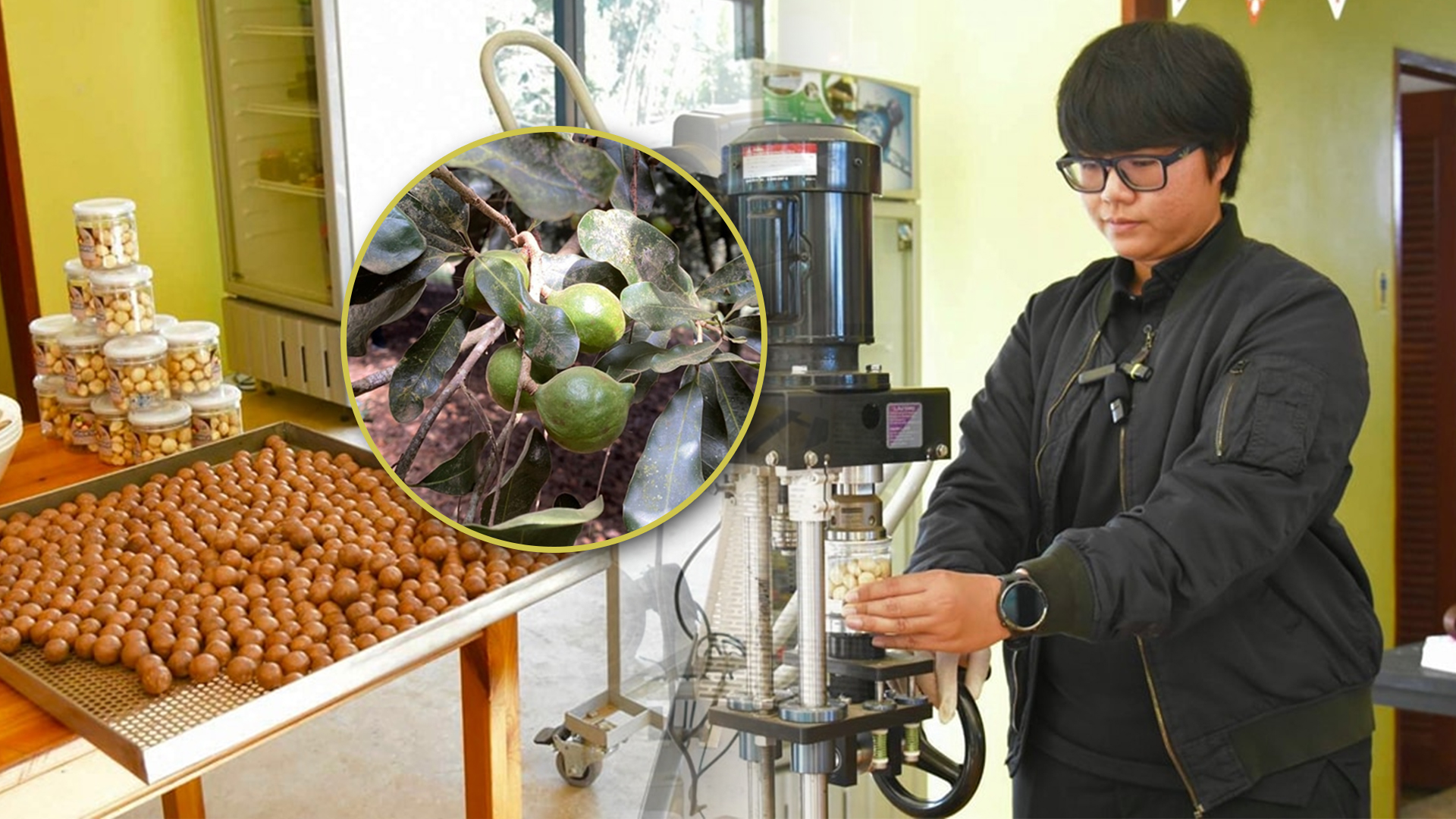 วช.ชู นวัตกรรมเครื่องสีเปลือกแมคคาเดเมีย พืชเศรษฐกิจสู่การแปรรูปออกสู่ตลาดโลก 1 เปิด 1