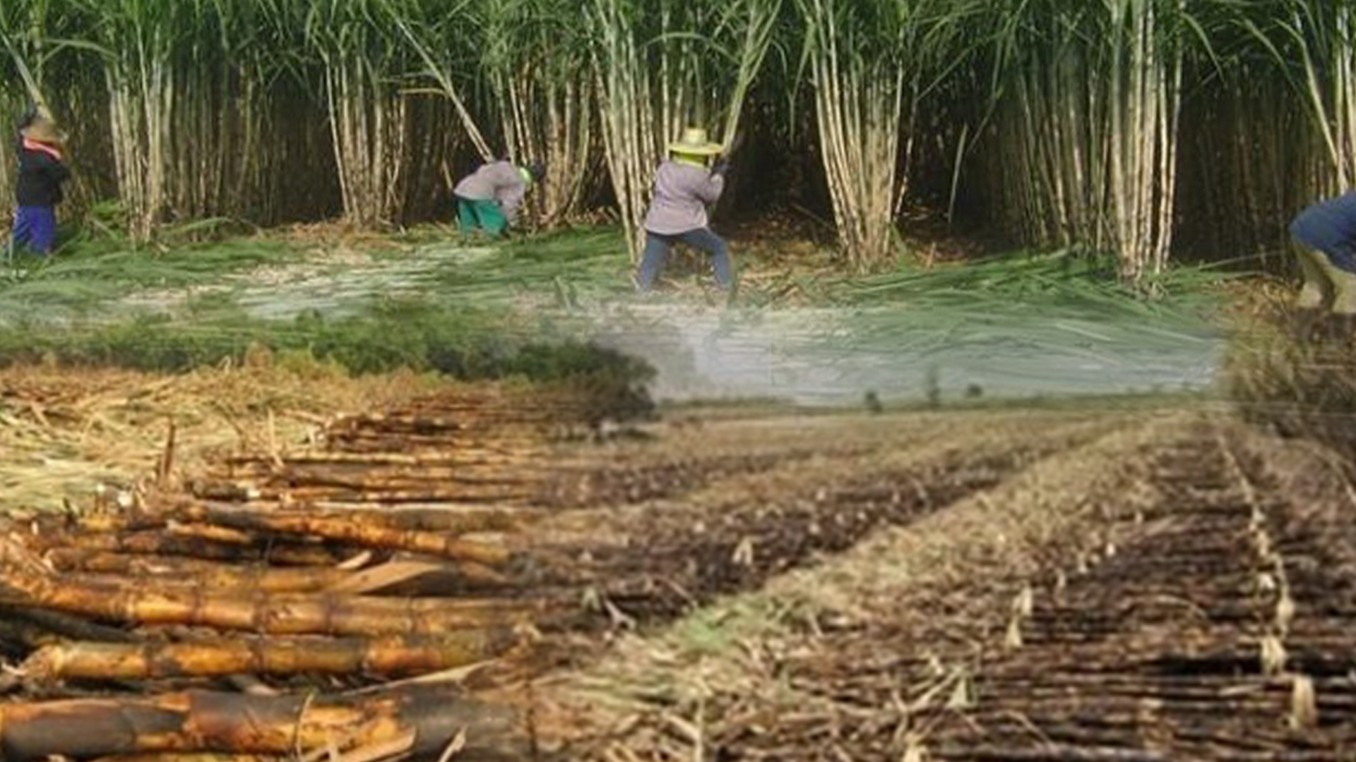 กังวลสถานการณ์ฝุ่นพิษจากการเผาอ้อยแย่กว่า 3 ปีที่ผ่านมา หลังพบเปิดหีบเพียง 21 วัน ลอบเผาอ้อยมากถึง 2.3 ล้านตัน 1 เผาอ้อย3